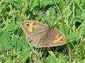 2011-0809-1315_Meadow_Brown_18,3C